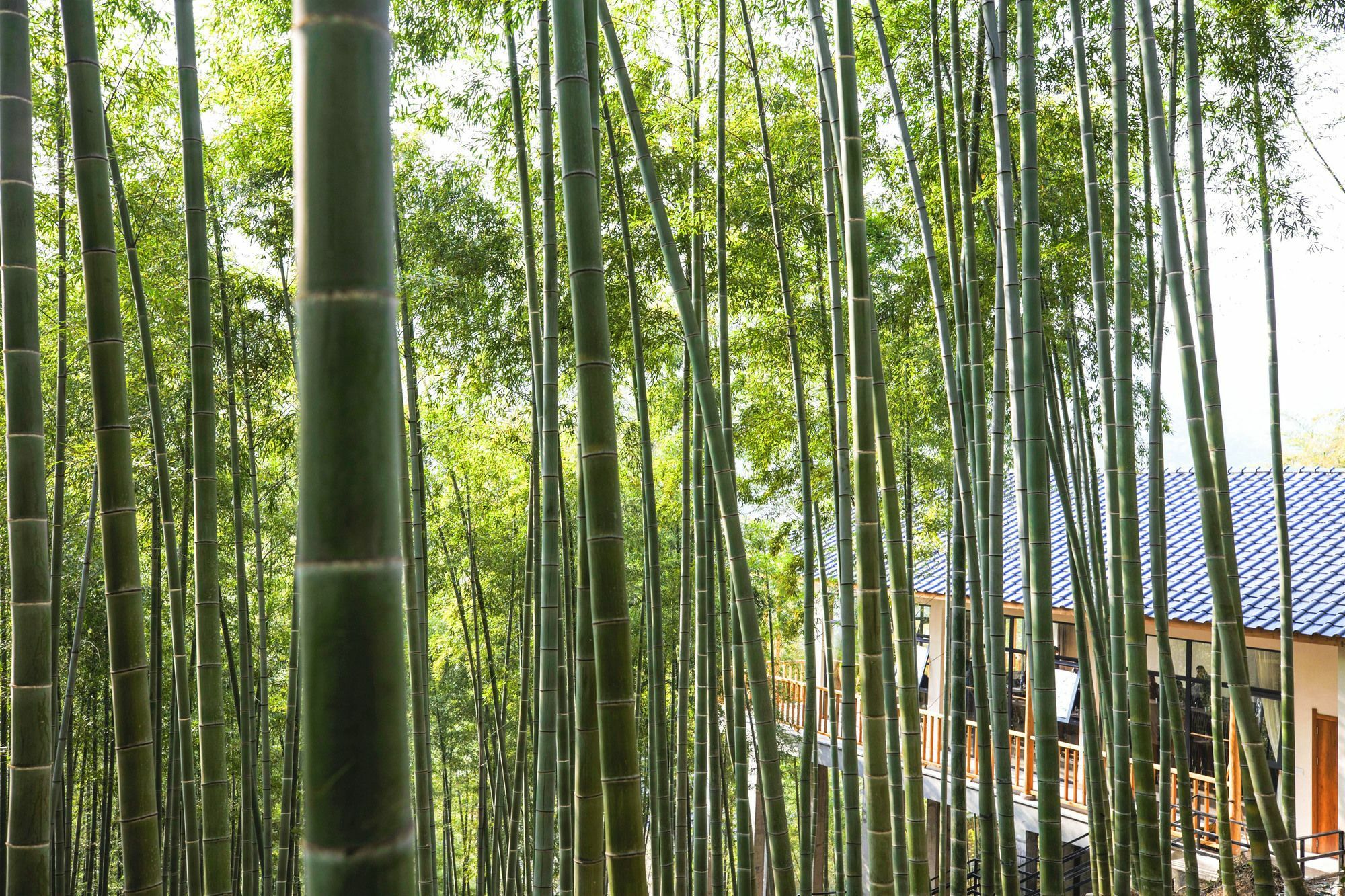 Moganshan Yinhuawu Resort Exterior photo